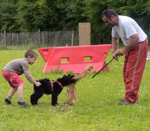 Canine Club Bouviers des Flandres and Co - COPYRIGHT DEPOSE