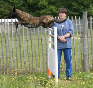 Canine Club Bouviers des Flandres and Co - COPYRIGHT DEPOSE