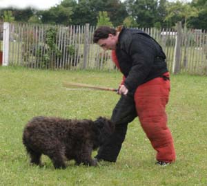 Canine Club Bouviers des Flandres and Co - COPYRIGHT DEPOSE