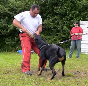 Canine Club Bouviers des Flandres and Co - COPYRIGHT DEPOSE