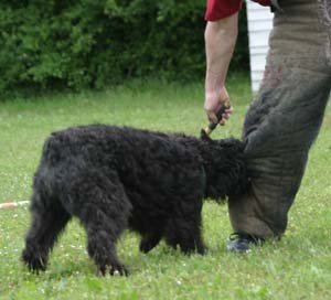 Canine Club Bouviers des Flandres and Co - COPYRIGHT DEPOSE