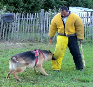 Canine Club Bouviers des Flandres and Co - COPYRIGHT DEPOSE