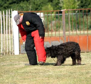 Canine Club Bouviers des Flandres and Co - COPYRIGHT DEPOSE