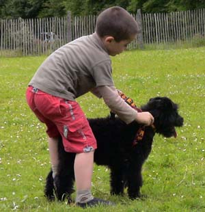 Canine Club Bouviers des Flandres and Co - COPYRIGHT DEPOSE