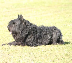 Canine Club Bouviers des Flandres and Co - COPYRIGHT DEPOSE