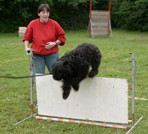 Canine Club Bouviers des Flandres and Co - COPYRIGHT DEPOSE