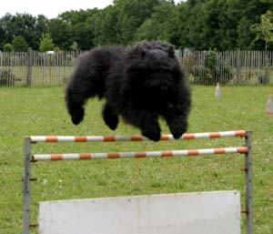 Canine Club Bouviers des Flandres and Co - COPYRIGHT DEPOSE