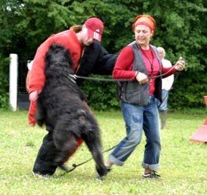 Canine Club Bouviers des Flandres and Co - COPYRIGHT DEPOSE