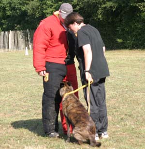 Canine Club Bouviers des Flandres and Co - COPYRIGHT DEPOSE