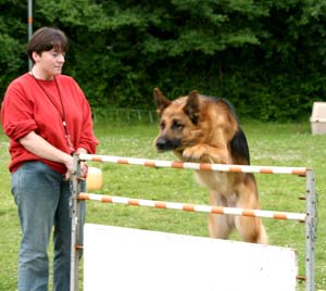 Canine Club Bouviers des Flandres and Co - COPYRIGHT DEPOSE