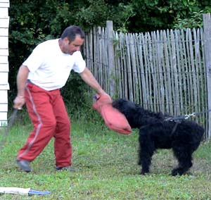 Canine Club Bouviers des Flandres and Co - COPYRIGHT DEPOSE