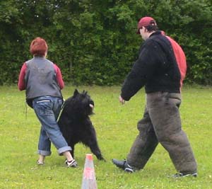 Canine Club Bouviers des Flandres and Co - COPYRIGHT DEPOSE