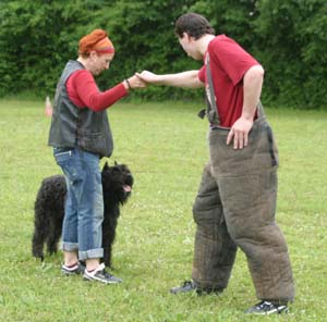 Canine Club Bouviers des Flandres and Co - COPYRIGHT DEPOSE