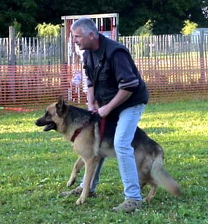 Canine Club Bouviers des Flandres and Co - COPYRIGHT DEPOSE