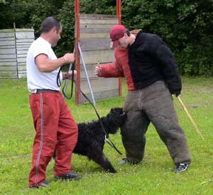 Canine Club Bouviers des Flandres and Co - COPYRIGHT DEPOSE