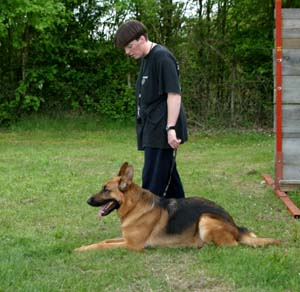 Canine Club Bouviers des Flandres and Co - COPYRIGHT DEPOSE