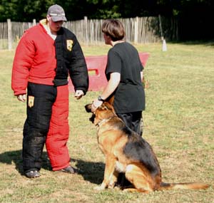 Canine Club Bouviers des Flandres and Co - COPYRIGHT DEPOSE