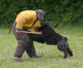 Canine Club Bouviers des Flandres and Co - COPYRIGHT DEPOSE