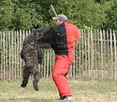 Canine Club Bouviers des Flandres and Co - COPYRIGHT DEPOSE