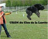 Canine Club Bouviers des Flandres and Co - COPYRIGHT DEPOSE