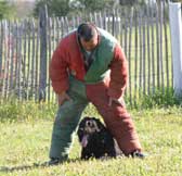 Canine Club Bouviers des Flandres and Co - COPYRIGHT DEPOSE