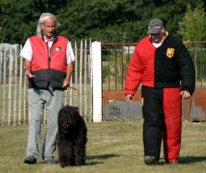 Canine Club Bouviers des Flandres and Co - COPYRIGHT DEPOSE