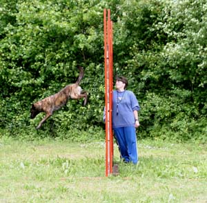 Canine Club Bouviers des Flandres and Co - COPYRIGHT DEPOSE