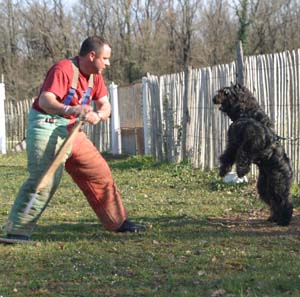 Canine Club Bouviers des Flandres and Co - COPYRIGHT DEPOSE