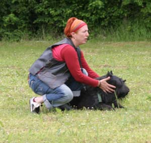 Canine Club Bouviers des Flandres and Co - COPYRIGHT DEPOSE