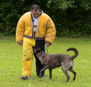 Canine Club Bouviers des Flandres and Co - COPYRIGHT DEPOSE