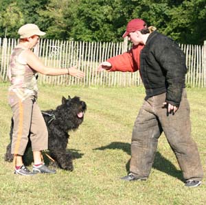 Canine Club Bouviers des Flandres and Co - COPYRIGHT DEPOSE