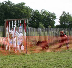 Canine Club Bouviers des Flandres and Co - COPYRIGHT DEPOSE