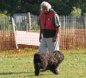 Canine Club Bouviers des Flandres and Co - COPYRIGHT DEPOSE