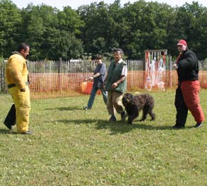 Canine Club Bouviers des Flandres and Co - COPYRIGHT DEPOSE
