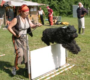 Canine Club Bouviers des Flandres and Co - COPYRIGHT DEPOSE