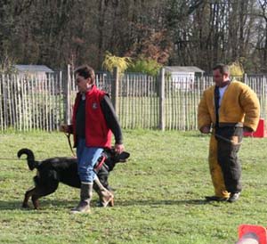 Canine Club Bouviers des Flandres and Co - COPYRIGHT DEPOSE