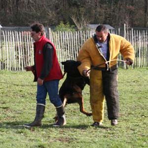 Canine Club Bouviers des Flandres and Co - COPYRIGHT DEPOSE
