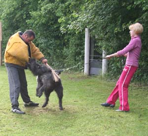 Canine Club Bouviers des Flandres and Co - COPYRIGHT DEPOSE