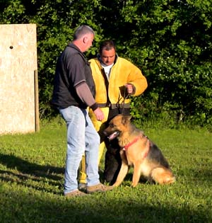 Canine Club Bouviers des Flandres and Co - COPYRIGHT DEPOSE