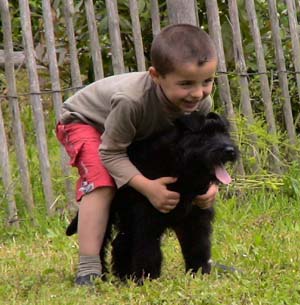 Canine Club Bouviers des Flandres and Co - COPYRIGHT DEPOSE