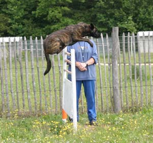 Canine Club Bouviers des Flandres and Co - COPYRIGHT DEPOSE