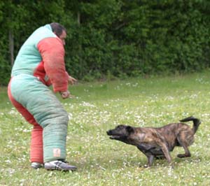 Canine Club Bouviers des Flandres and Co - COPYRIGHT DEPOSE