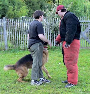 Canine Club Bouviers des Flandres and Co - COPYRIGHT DEPOSE