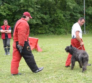 Canine Club Bouviers des Flandres and Co - COPYRIGHT DEPOSE