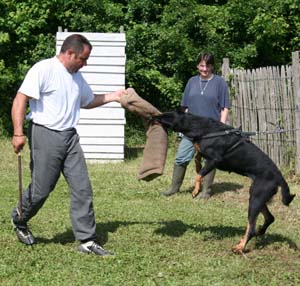 Canine Club Bouviers des Flandres and Co - COPYRIGHT DEPOSE