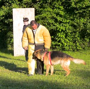 Canine Club Bouviers des Flandres and Co - COPYRIGHT DEPOSE