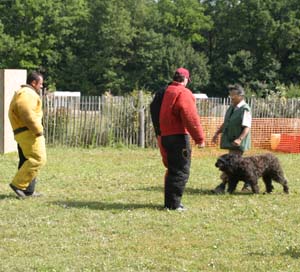 Canine Club Bouviers des Flandres and Co - COPYRIGHT DEPOSE