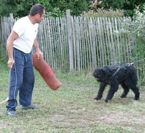 Canine Club Bouviers des Flandres and Co - COPYRIGHT DEPOSE